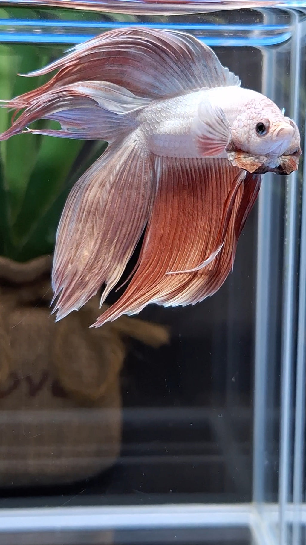 Monster Big XL Size Veiltail Double Tail Rose Gold Rare Betta Fish Male