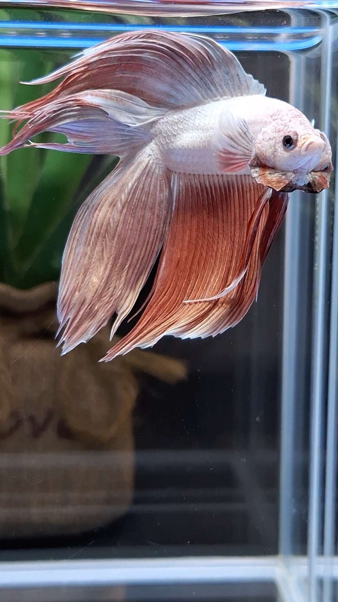 Monster Big XL Size Veiltail Double Tail Rose Gold Rare Betta Fish Male