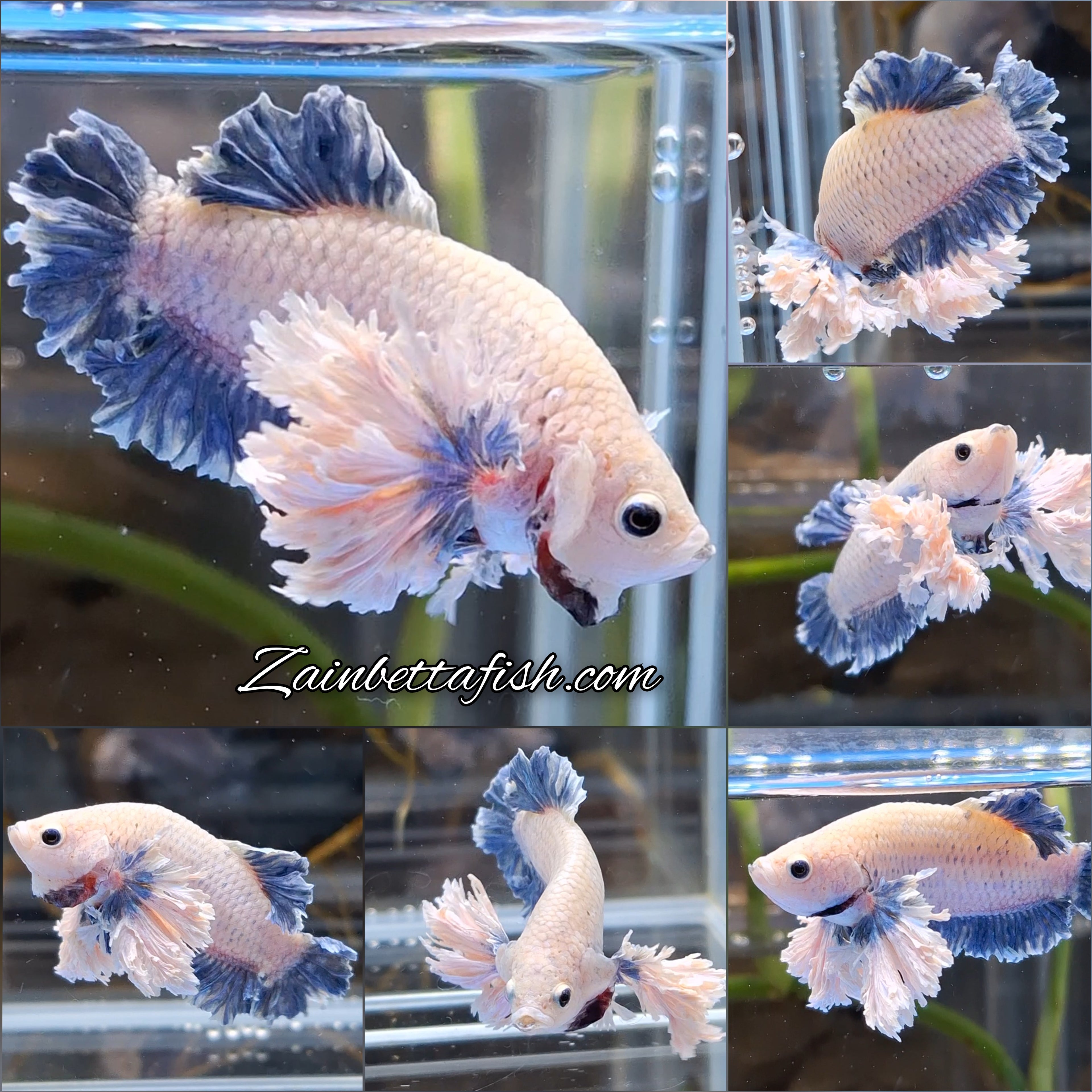 Plakat King Rose Dumbo Ear Rare Betta Fish Male