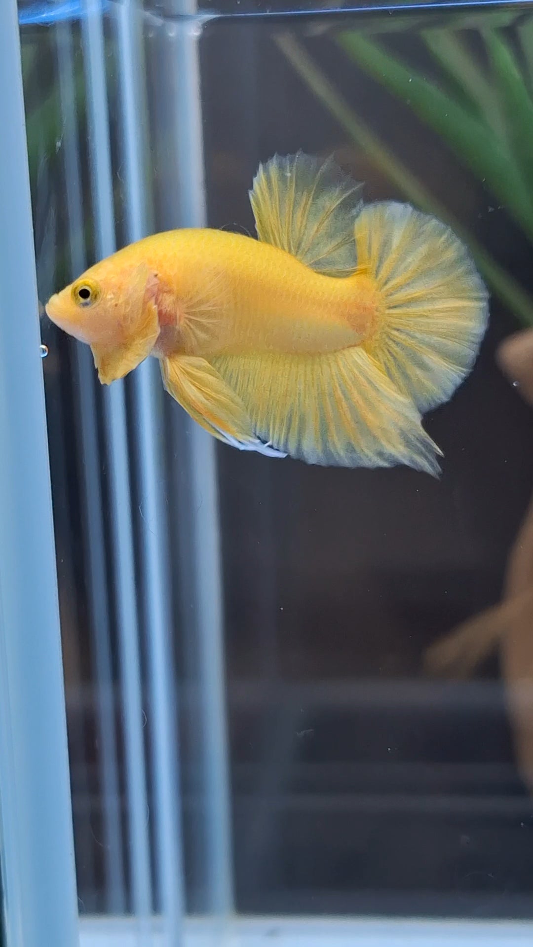 Junior Yellow Solid Color Plakat HMPK Betta Fish Male
