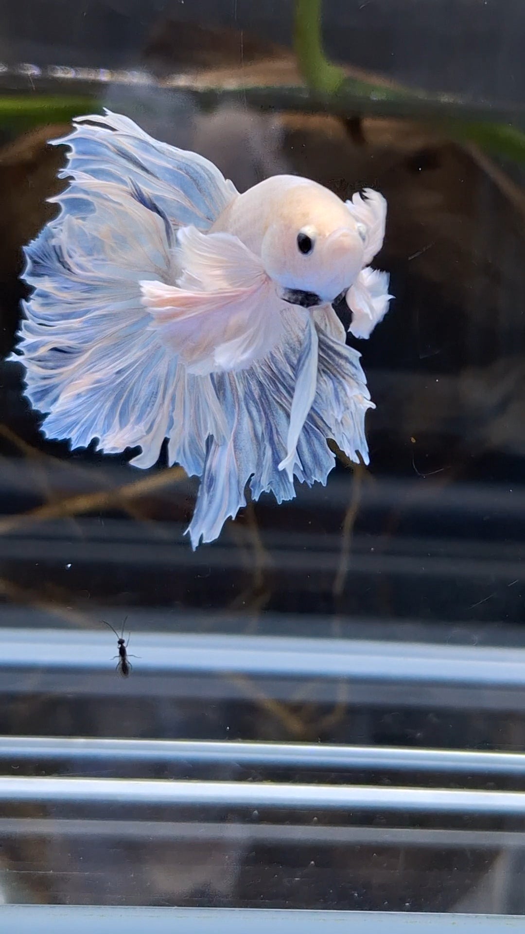 King Feathertail Halfmoon Rose Dumbo Ear Premium Rare Betta Fish Male