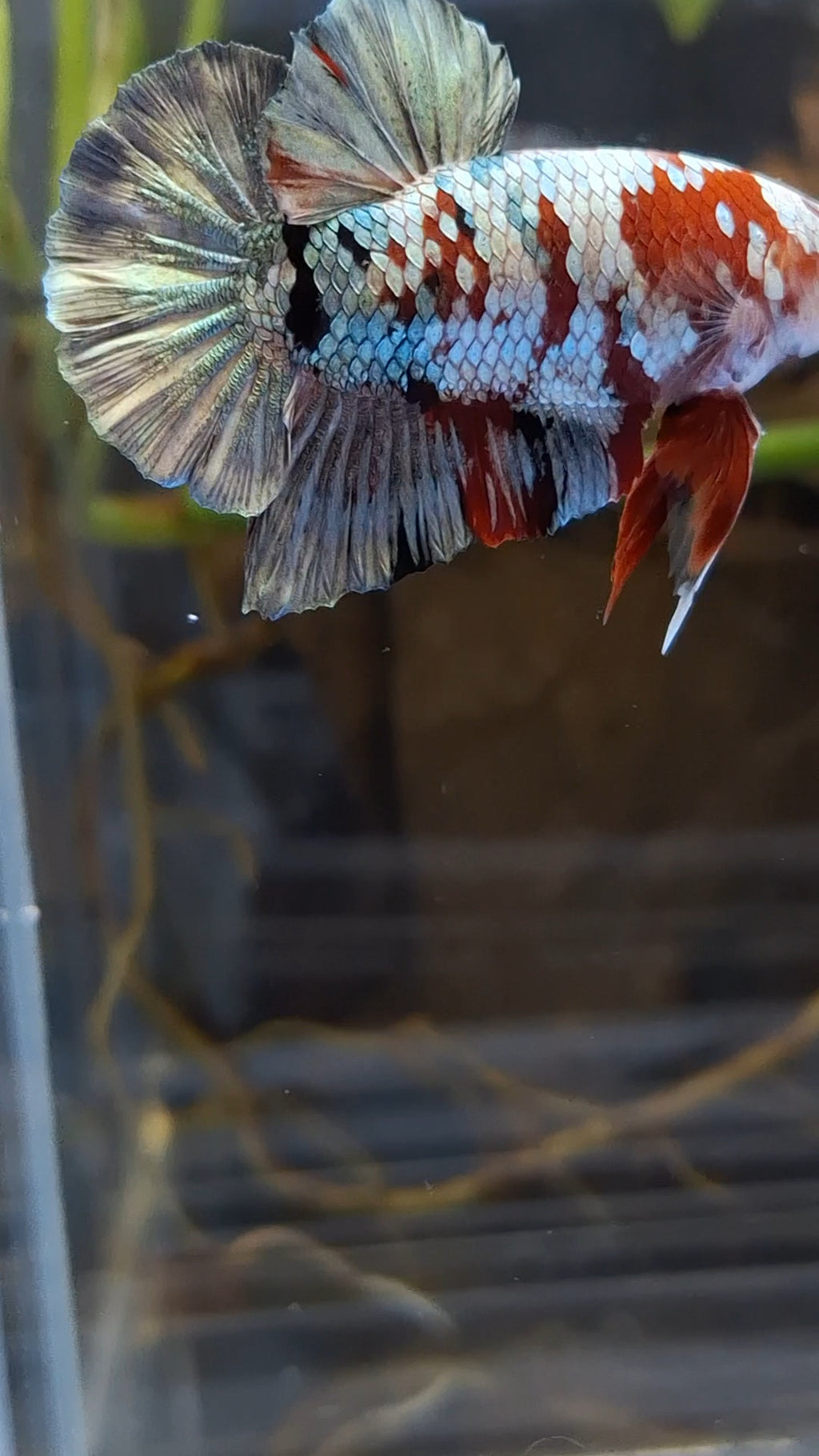 Red Koi Copper Gold Iron Man Plakat HMPK Betta Fish Male