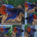 Veiltail Black Series Avatar Tricolor Rare Betta Fish Male