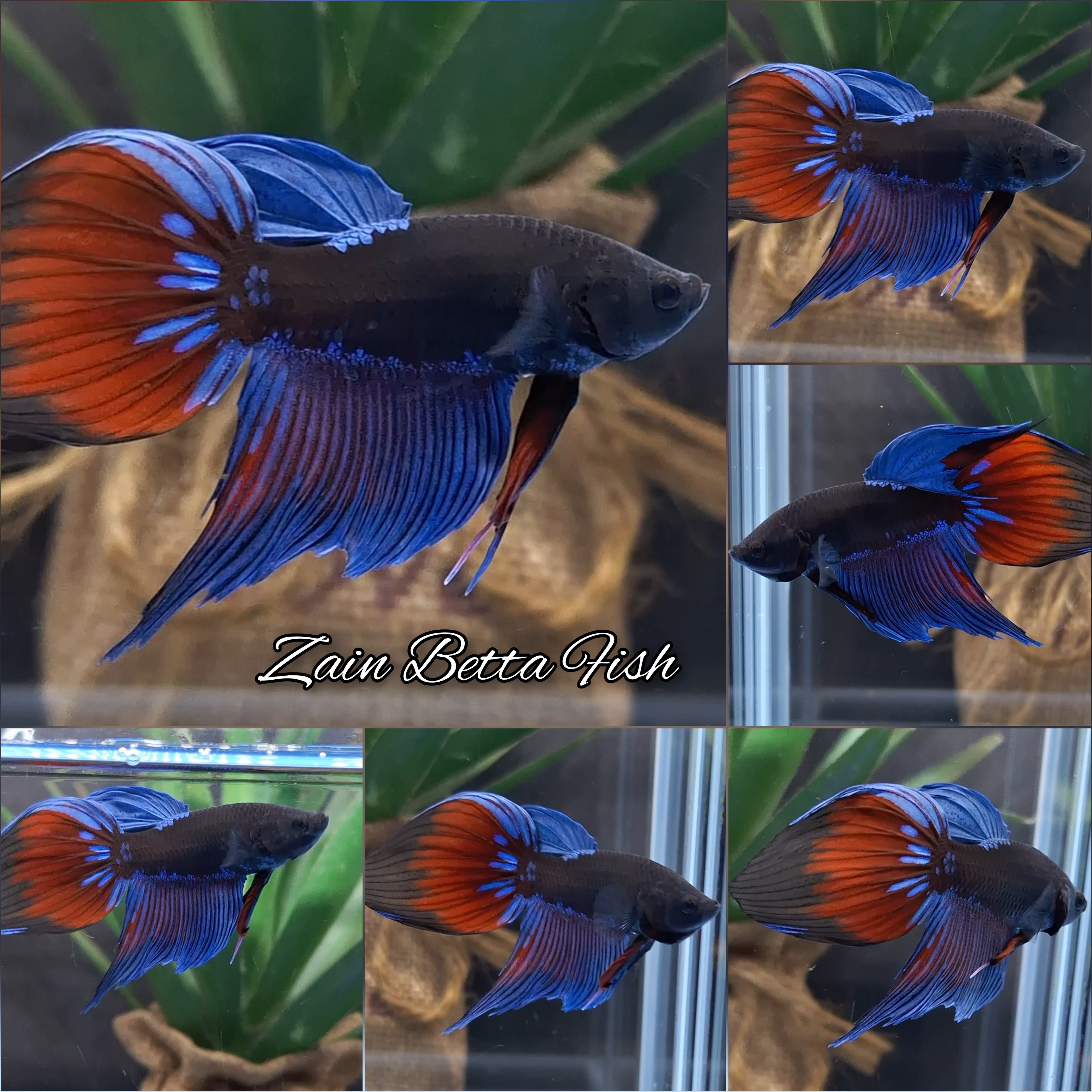 Veiltail Black Series Avatar Tricolor Rare Betta Fish Male