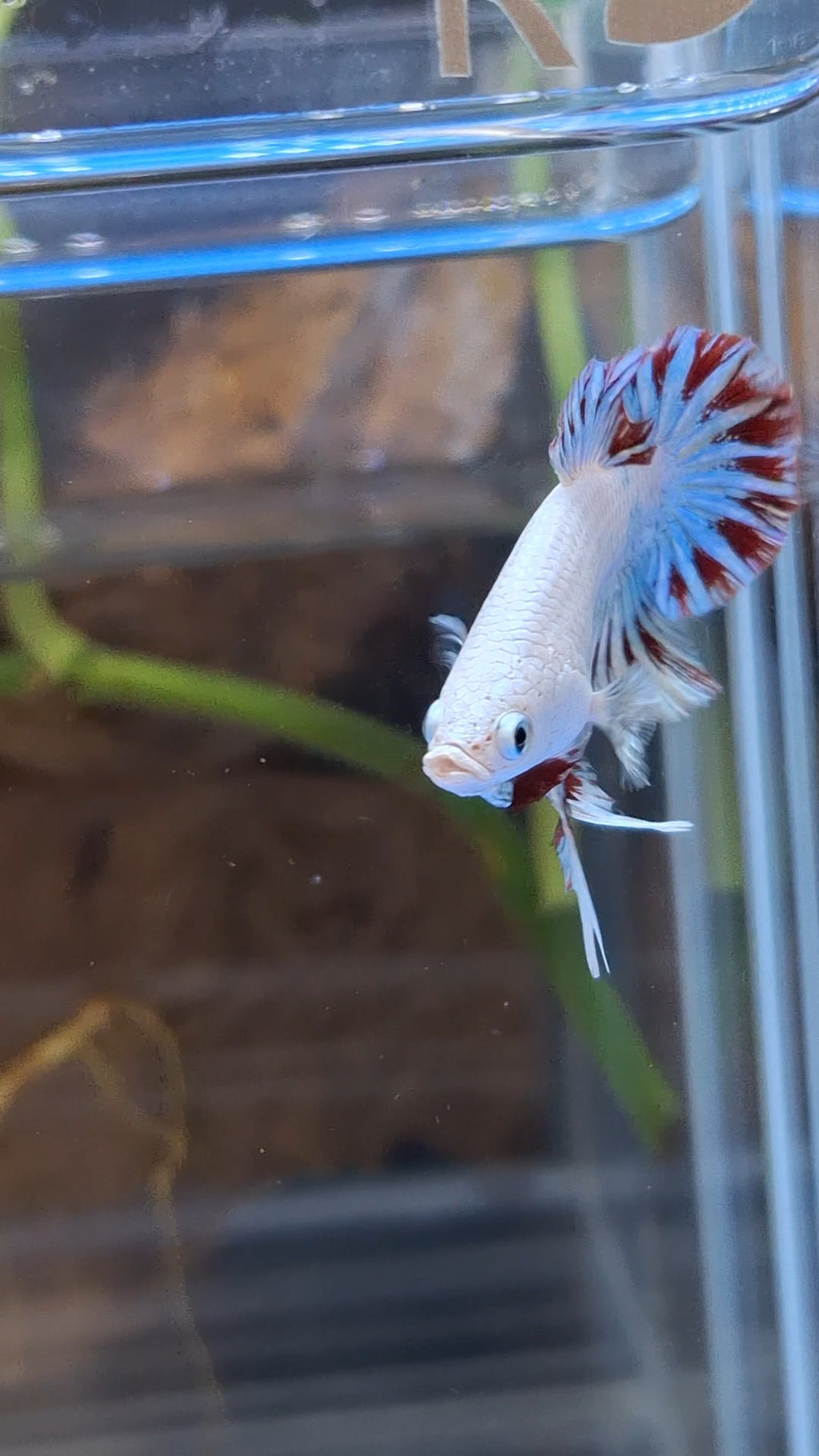 Red Dragon Snow Plakat HMPK Betta Fish Male