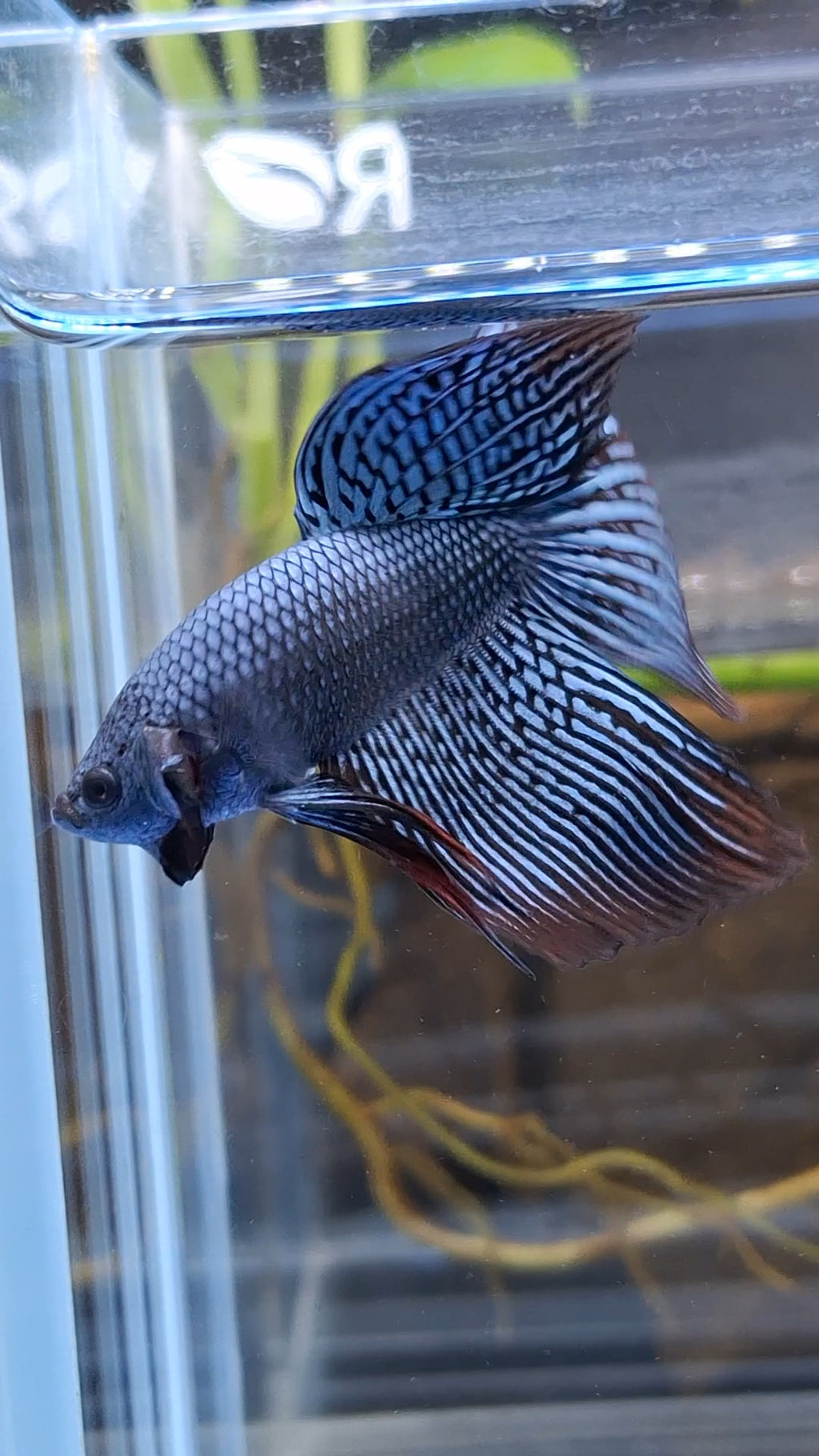 Alien Long Fins Rare Wild Betta Fish Male