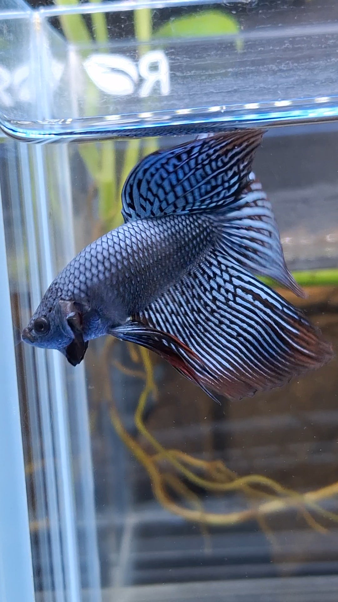 Alien Long Fins Rare Wild Betta Fish Male