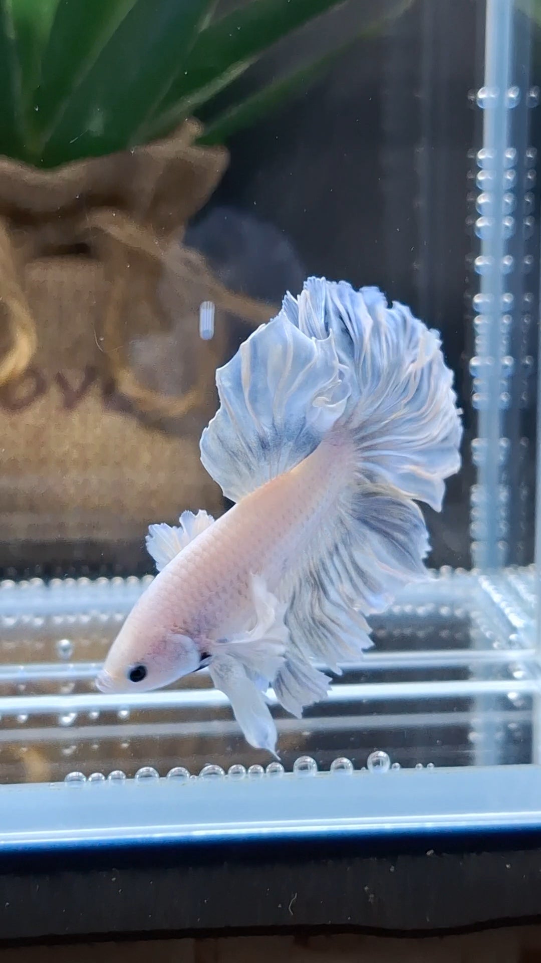 Halfmoon Feathertail Dumbo Ear Blue Sky Betta Fish Male
