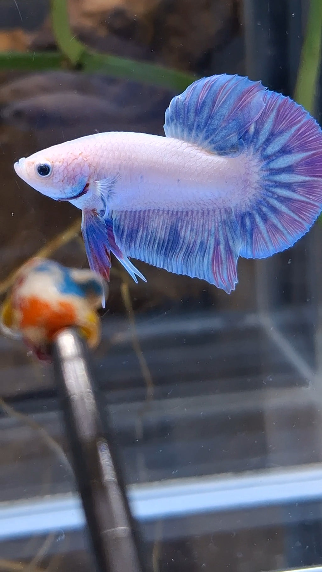 Hologram Aurora Pink Purple Plakat HMPK Rare Betta Fish Male
