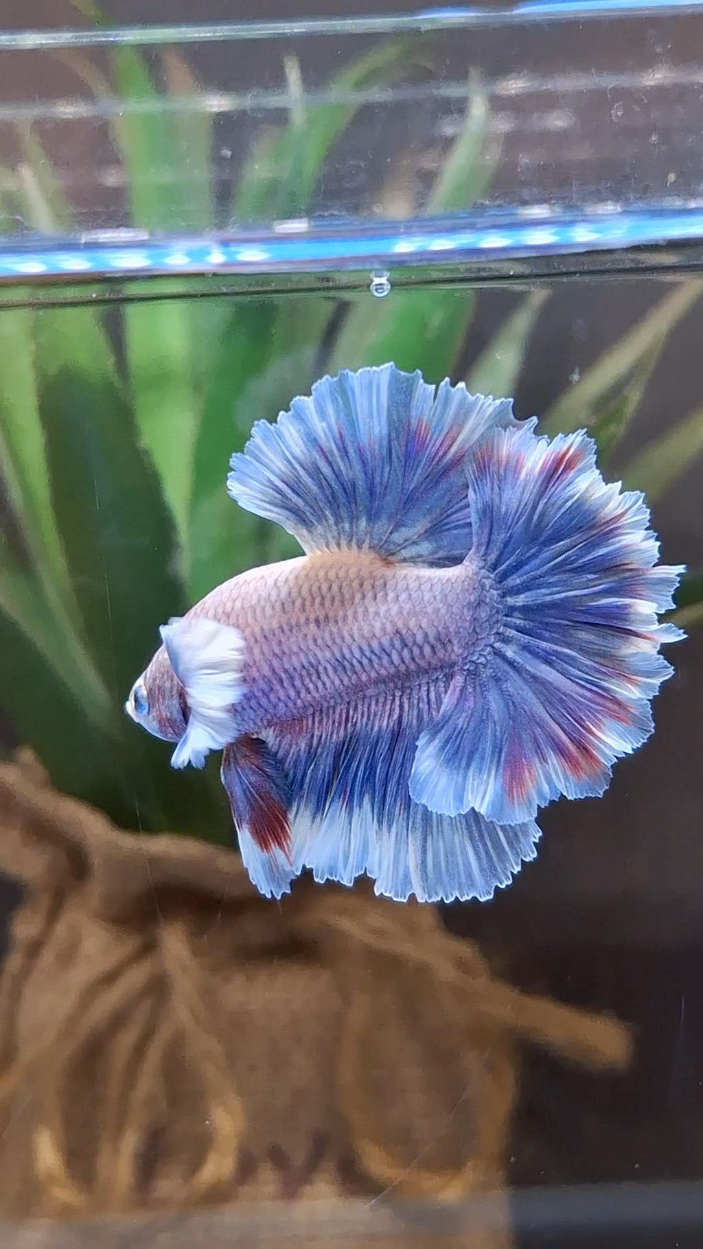 King Feathertail Dumbo Ear Grizzle Butterfly Purple Wash Betta Fish