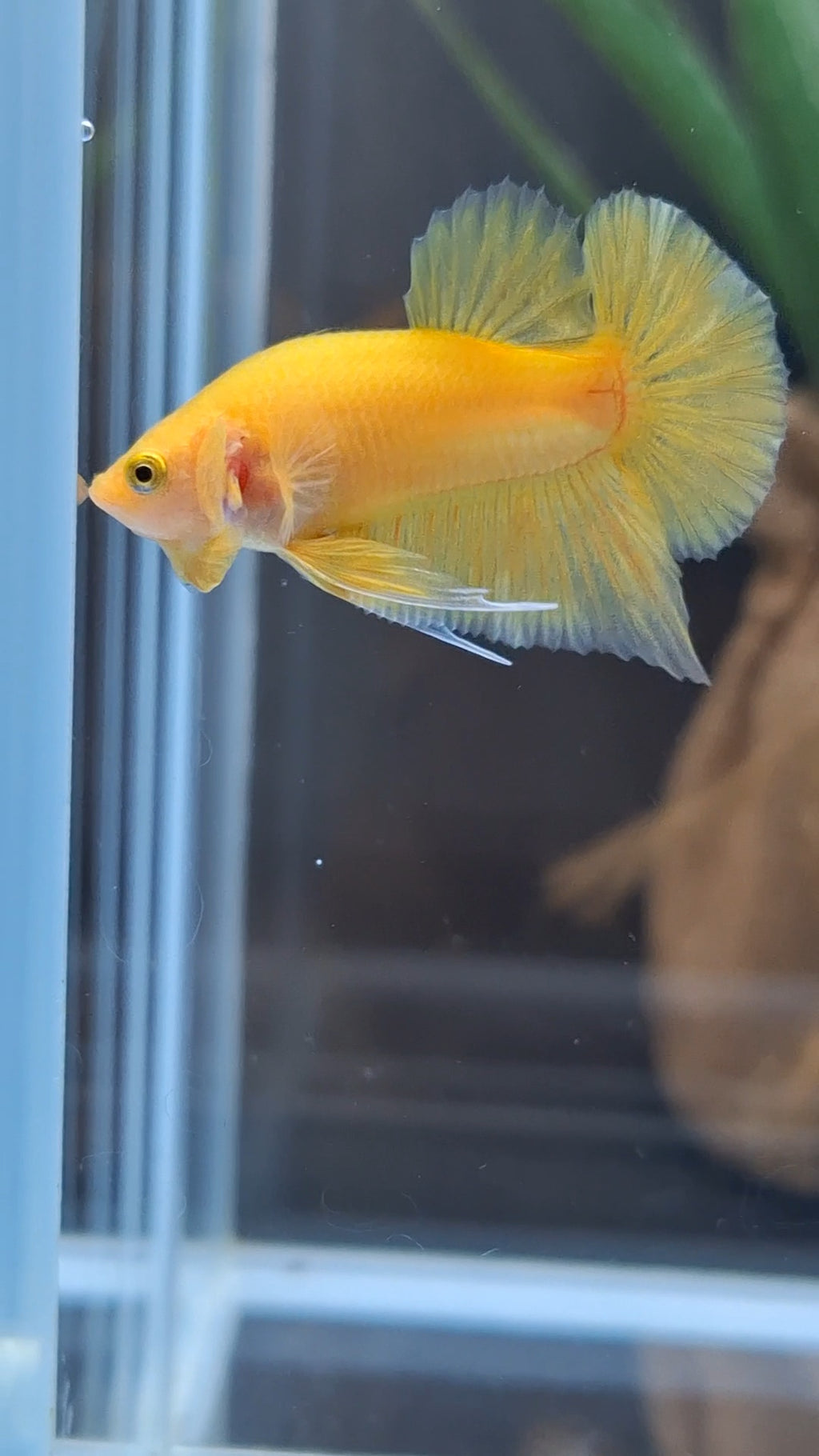 Junior Yellow Solid Color Plakat HMPK Betta Fish Male