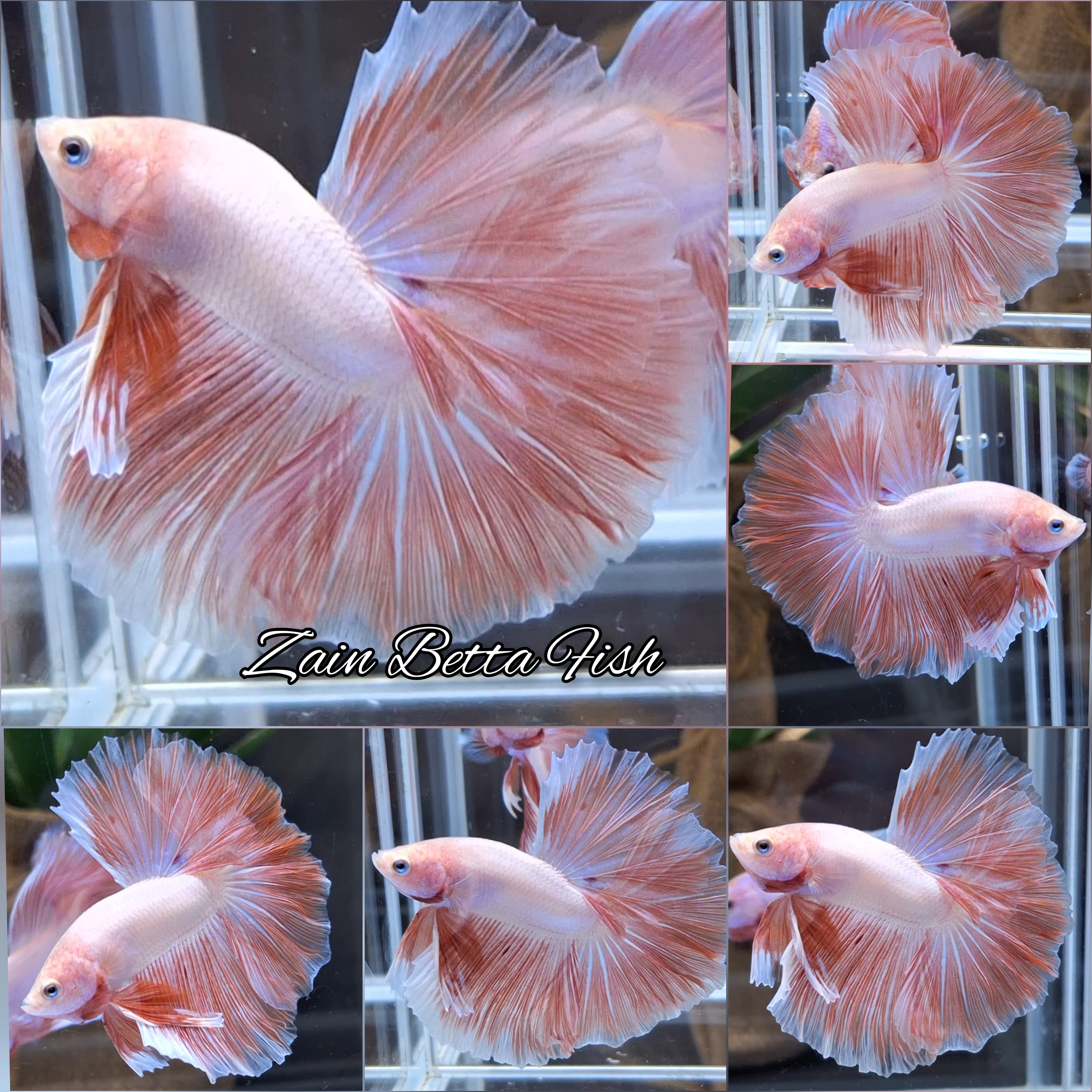 Halfmoon Pink Sweet Color Betta Fish Male
