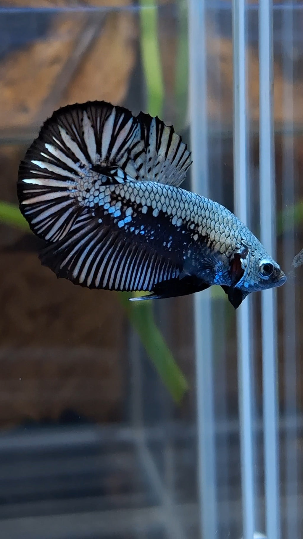 Samurai Plakat HMPK Betta Fish Male