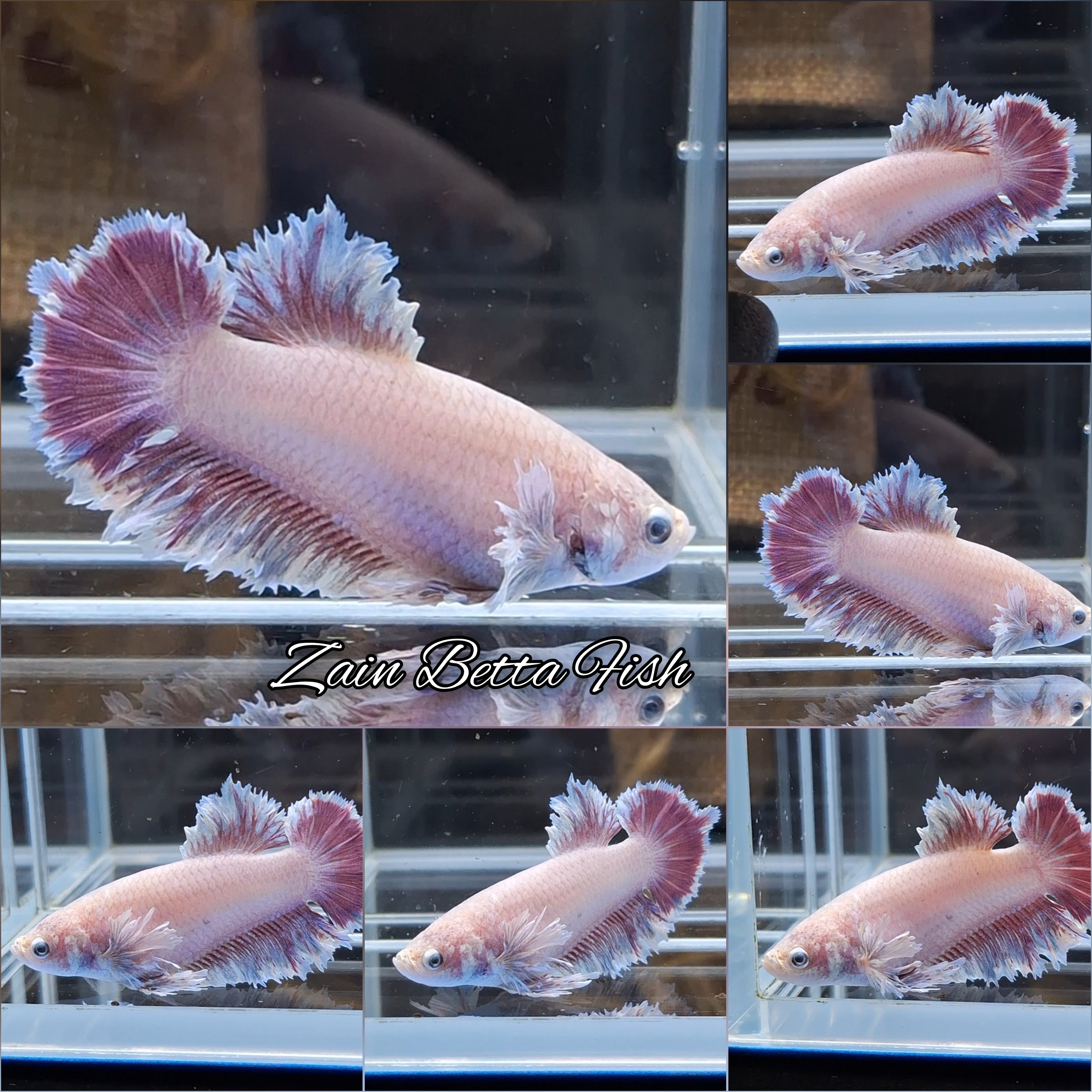 King Feathertail Soft Pink Color Betta Fish Female