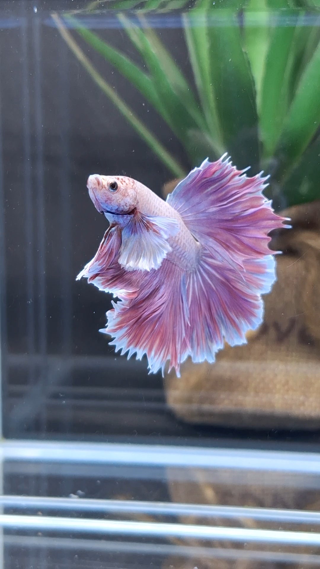 Halfmoon Rosetail Dumbo Ear Purple Betta Fish Male