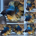 Mustard Gas King Rosetail Halfmoon Emerald Betta Fish Male