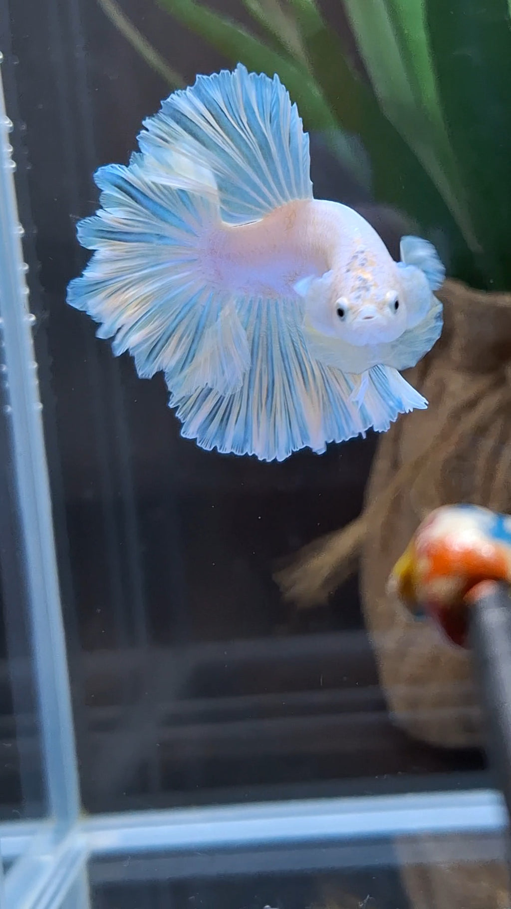 King Feathertail Soft Gold Unicorn Rare Betta Fish Male