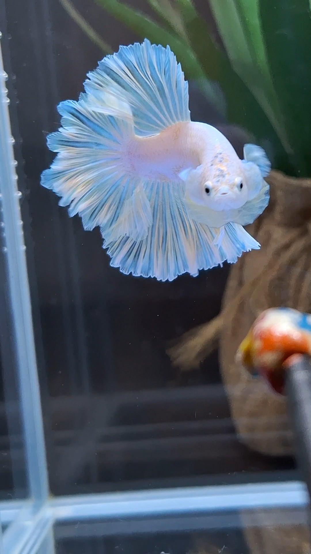 King Feathertail Soft Gold Unicorn Rare Betta Fish Male