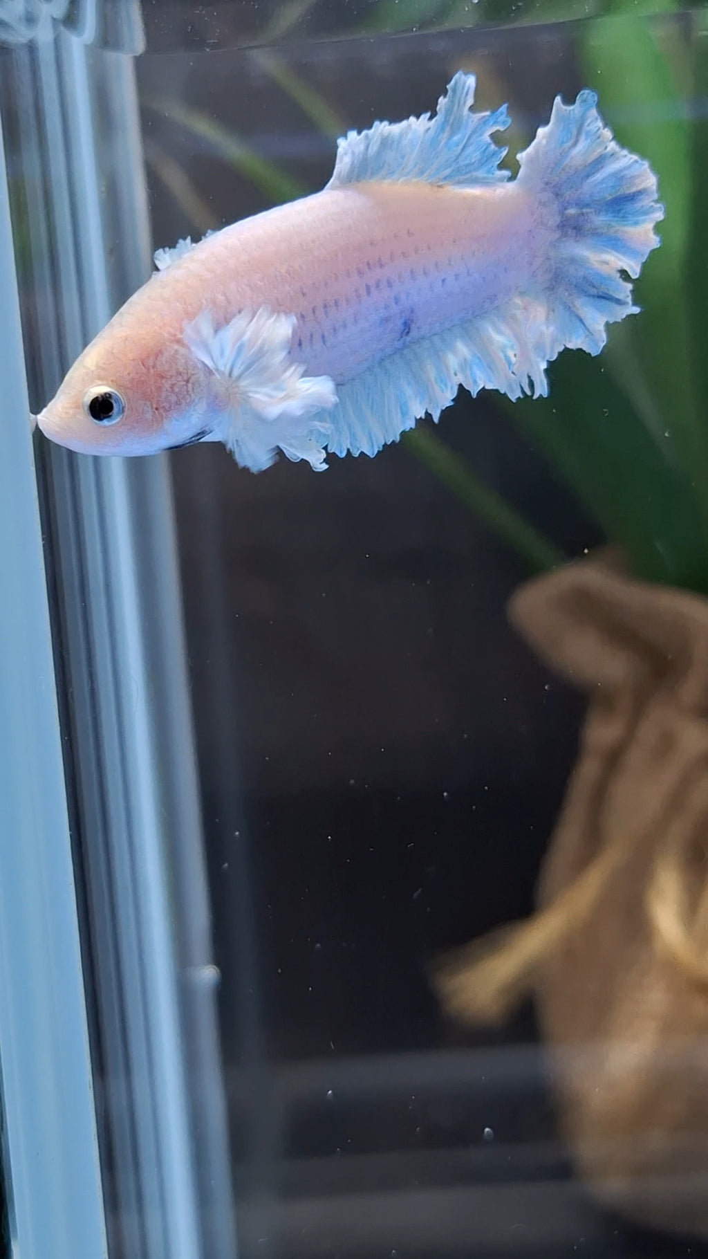 King Feathertail Rose Dumbo Ear Female Betta Fish For Sorority / Breed