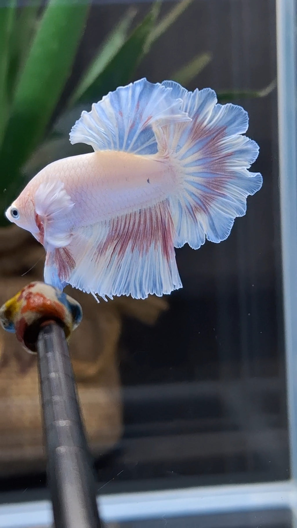 King Feathertail Pink Sweet Color Butterfly Betta Fish Male