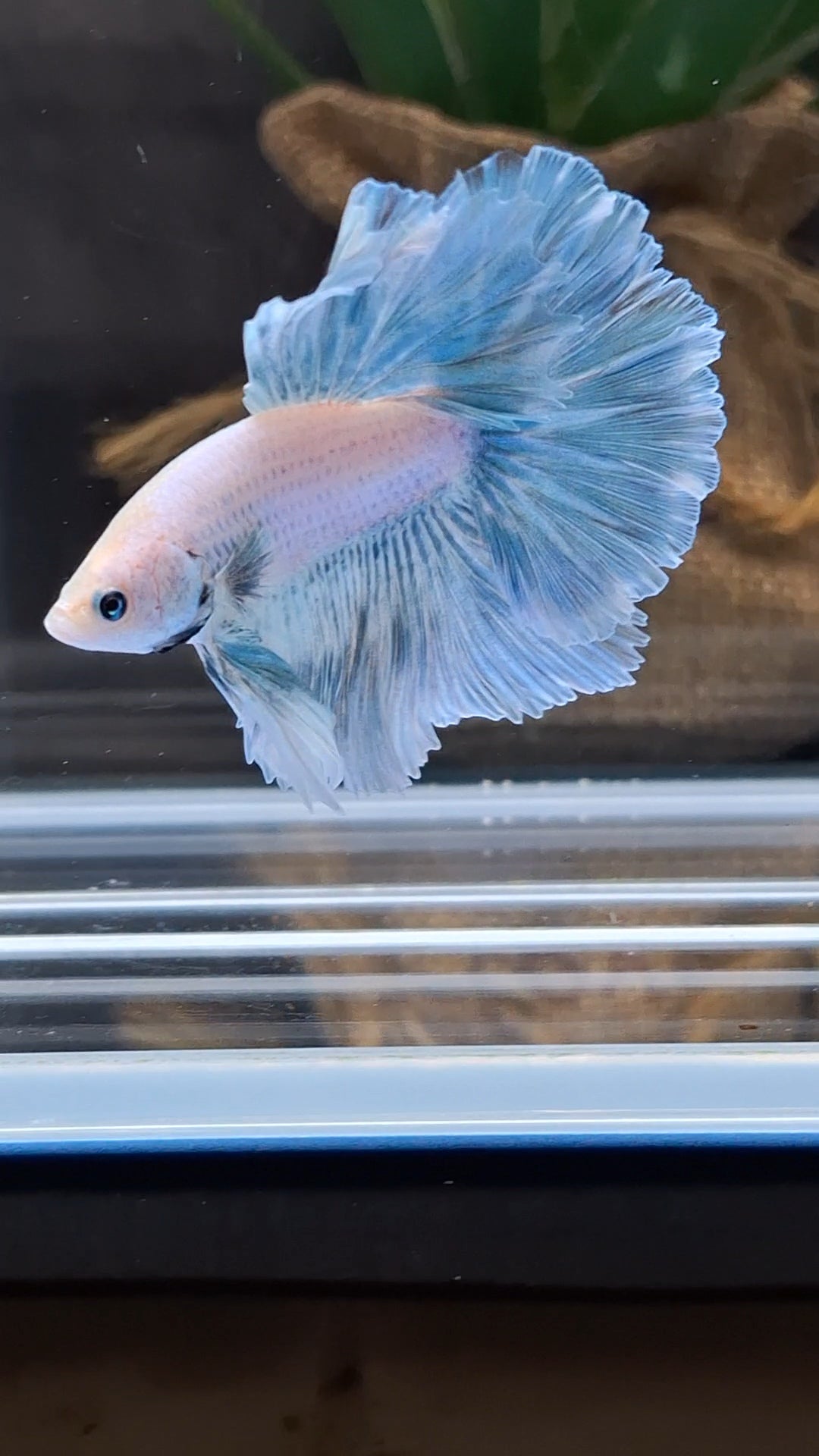 Halfmoon Pastel Blue Sky Alicorn Betta Fish Male