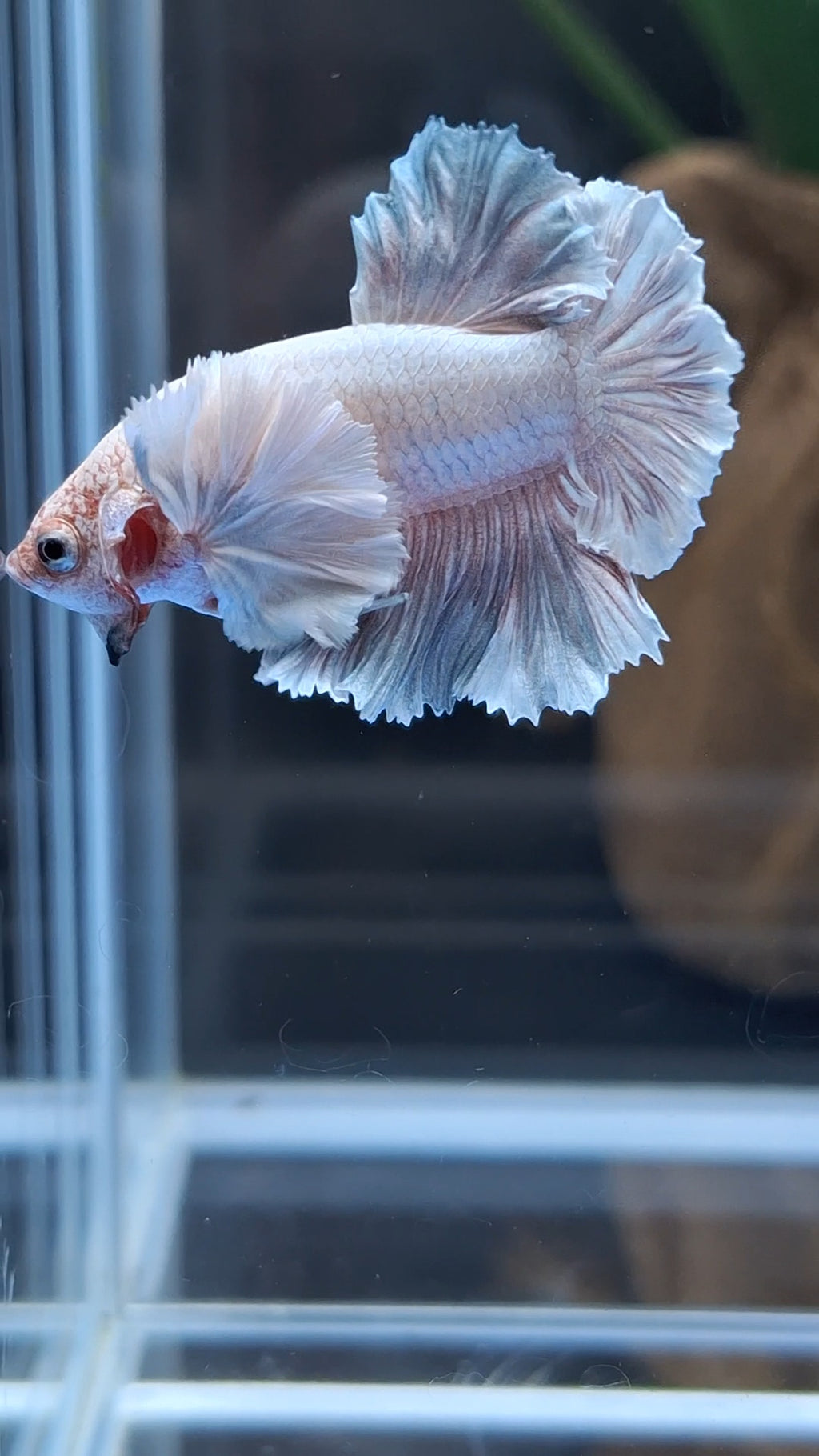 Premium Dumbo Ear Rare Plakat HMPK Betta Fish Male