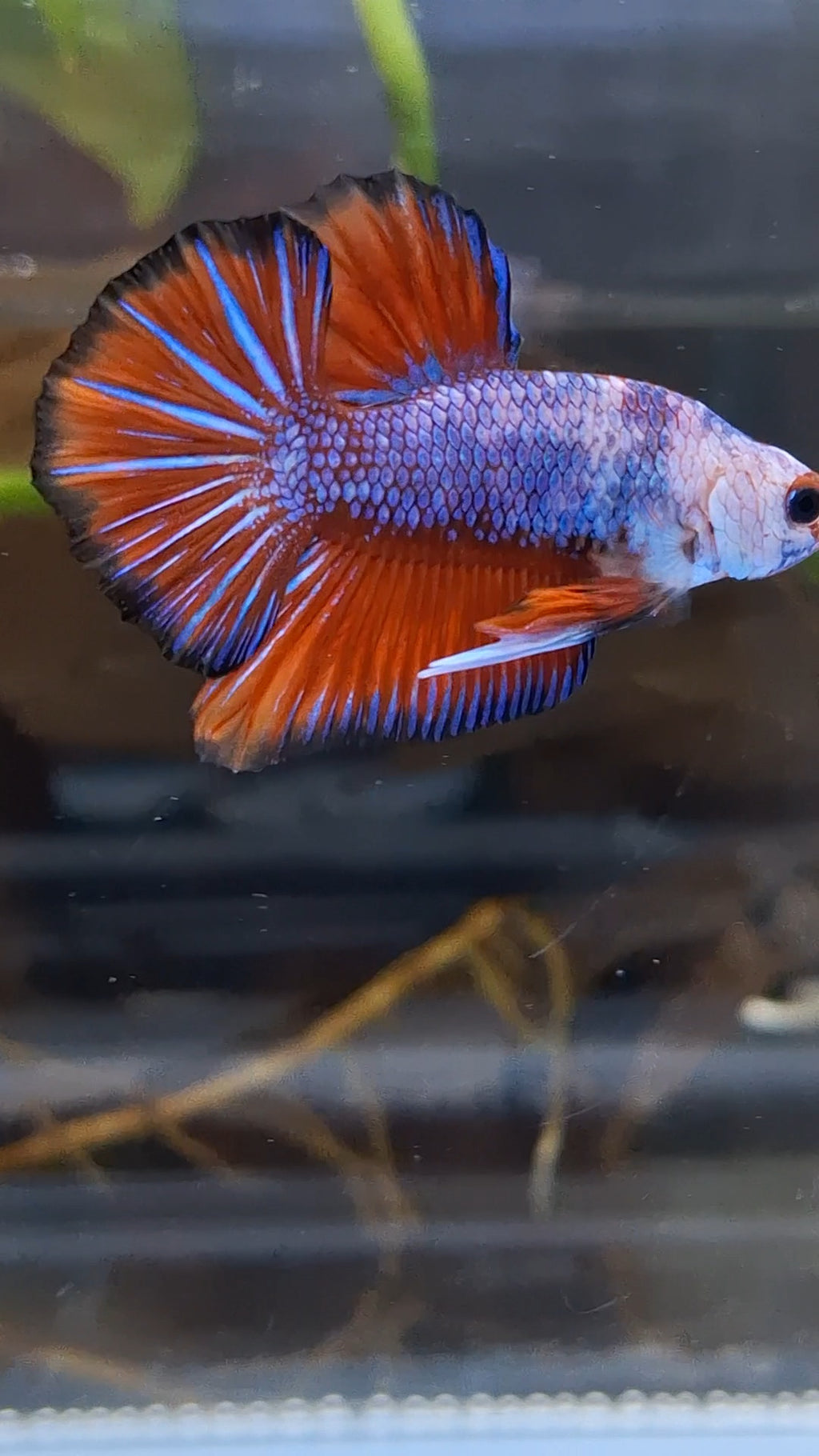 Fancy HMPK Betta Fish Male
