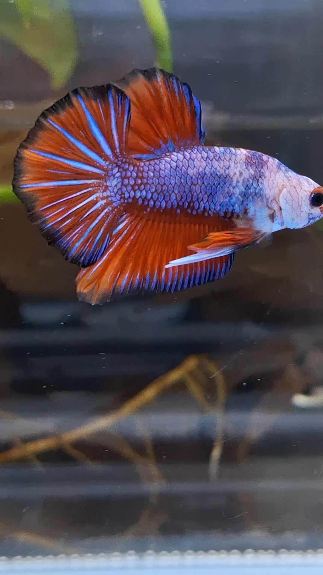 Fancy HMPK Betta Fish Male