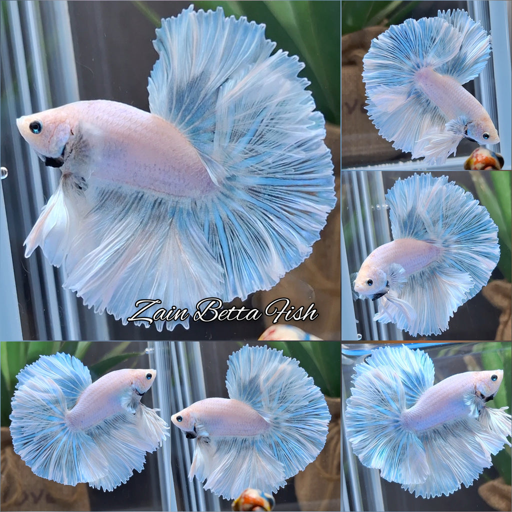 Over Halfmoon King Pastel Aurora Blue Sky Betta Fish Male