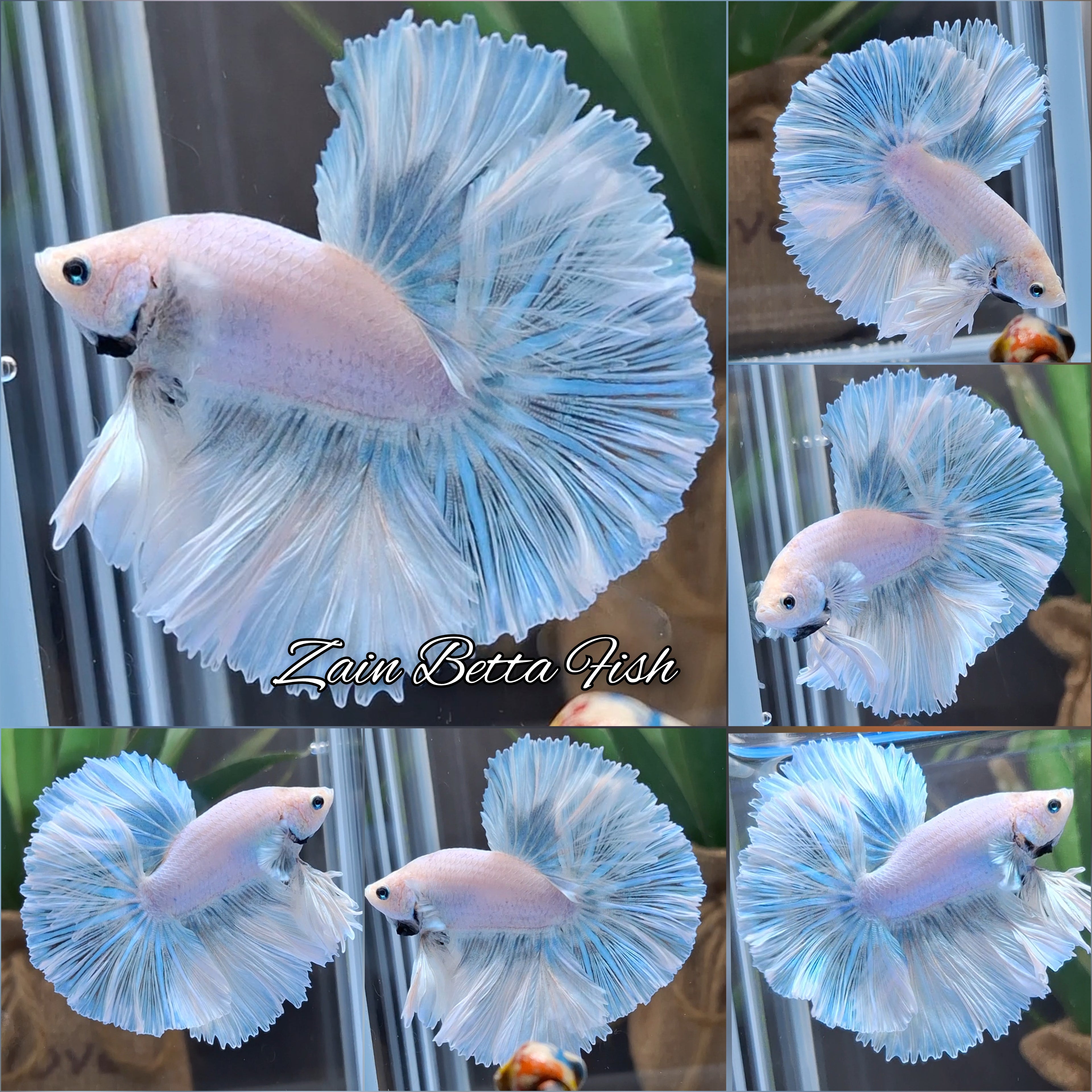 Over Halfmoon King Pastel Aurora Blue Sky Betta Fish Male