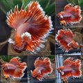 Crowntail Dumbo Ear Rose Gold Double Tail Super Rare Betta Fish Male