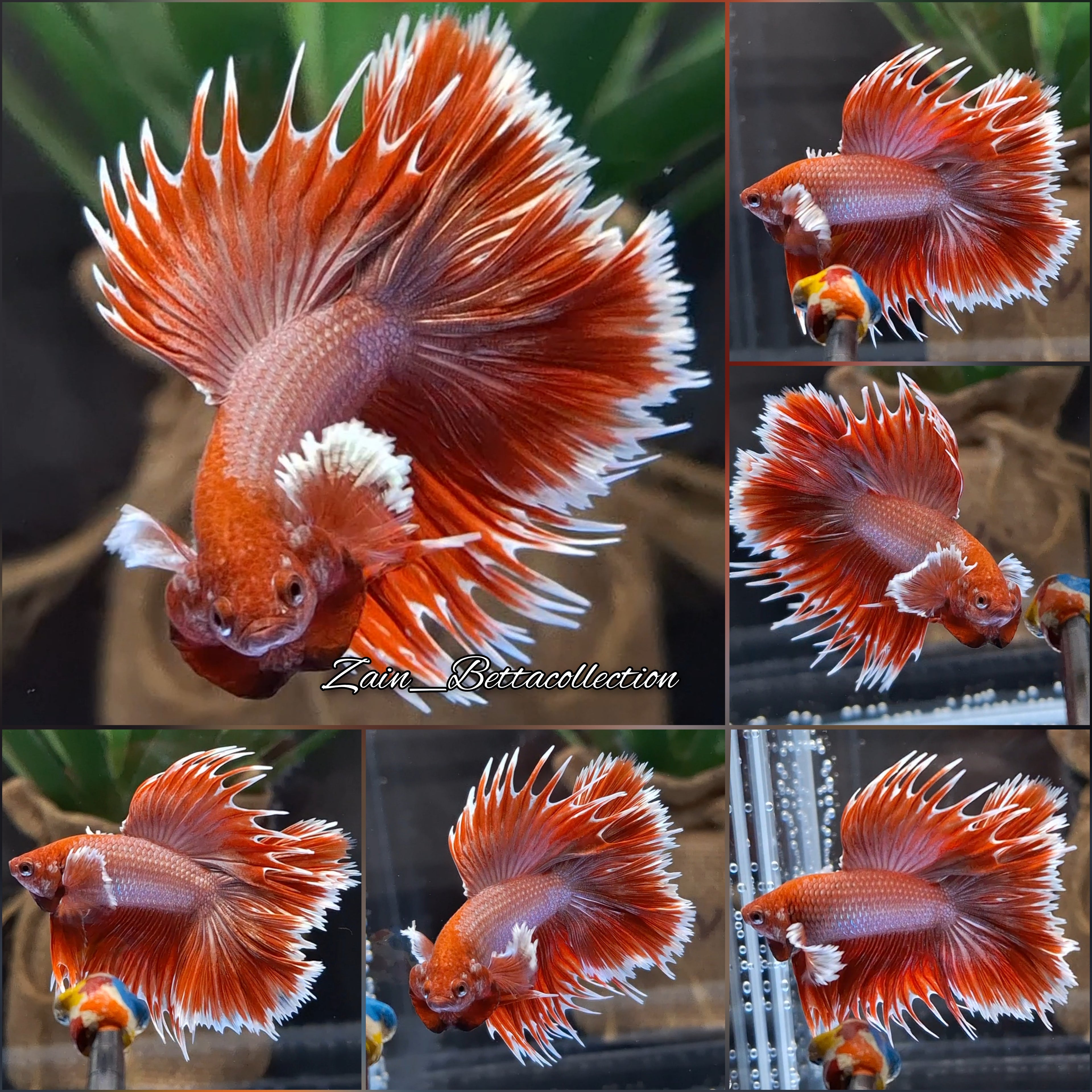 Crowntail Dumbo Ear Rose Gold Double Tail Super Rare Betta Fish Male
