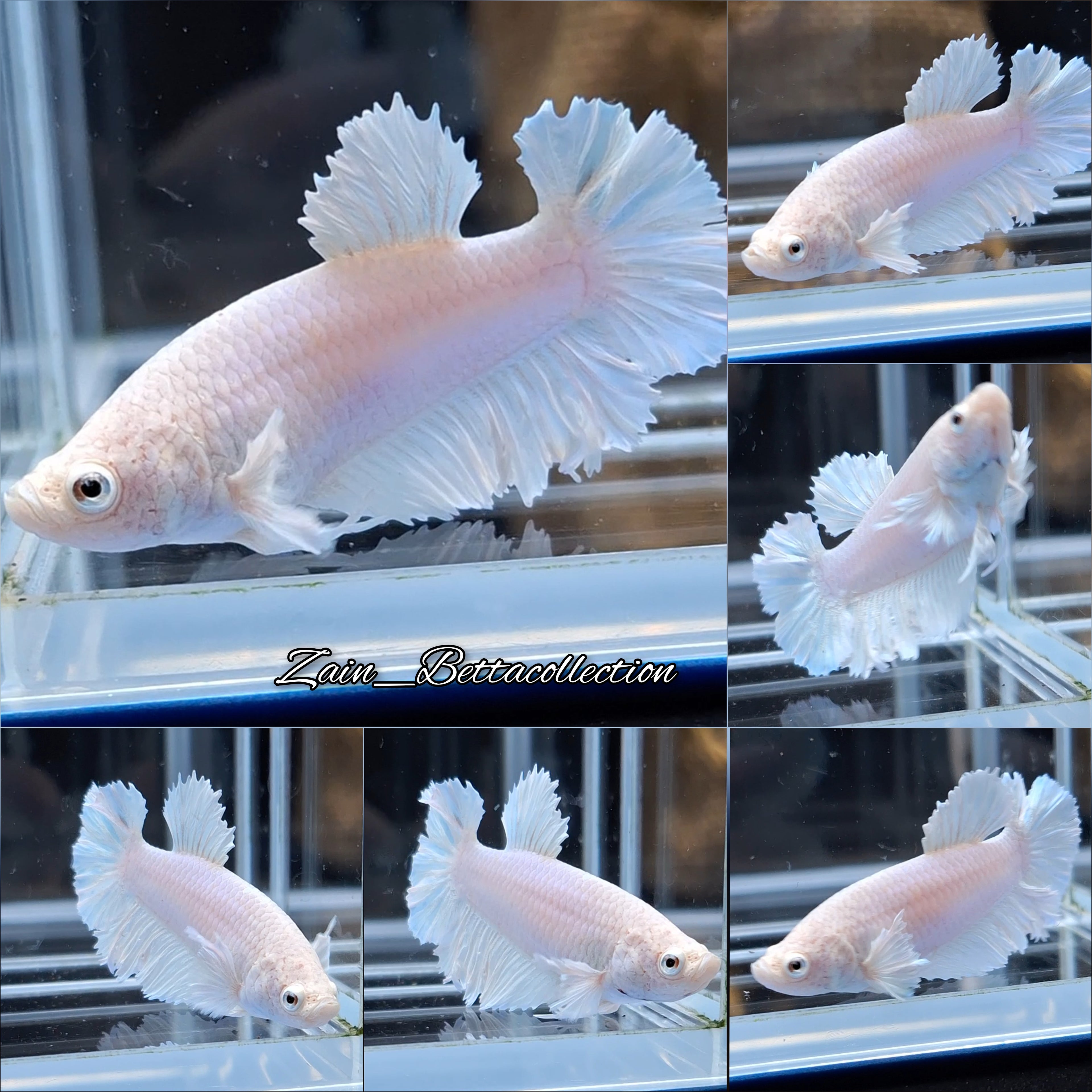 King Feathertail White Unicorn Skyblue Betta Fish Female