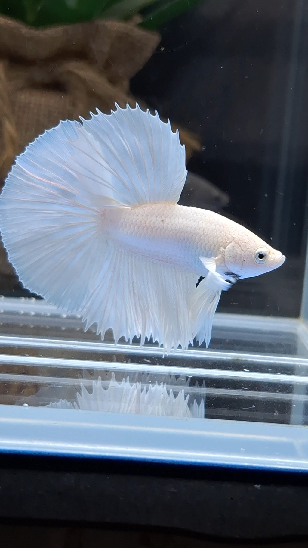 Halfmoon White Platinum Betta Fish Male