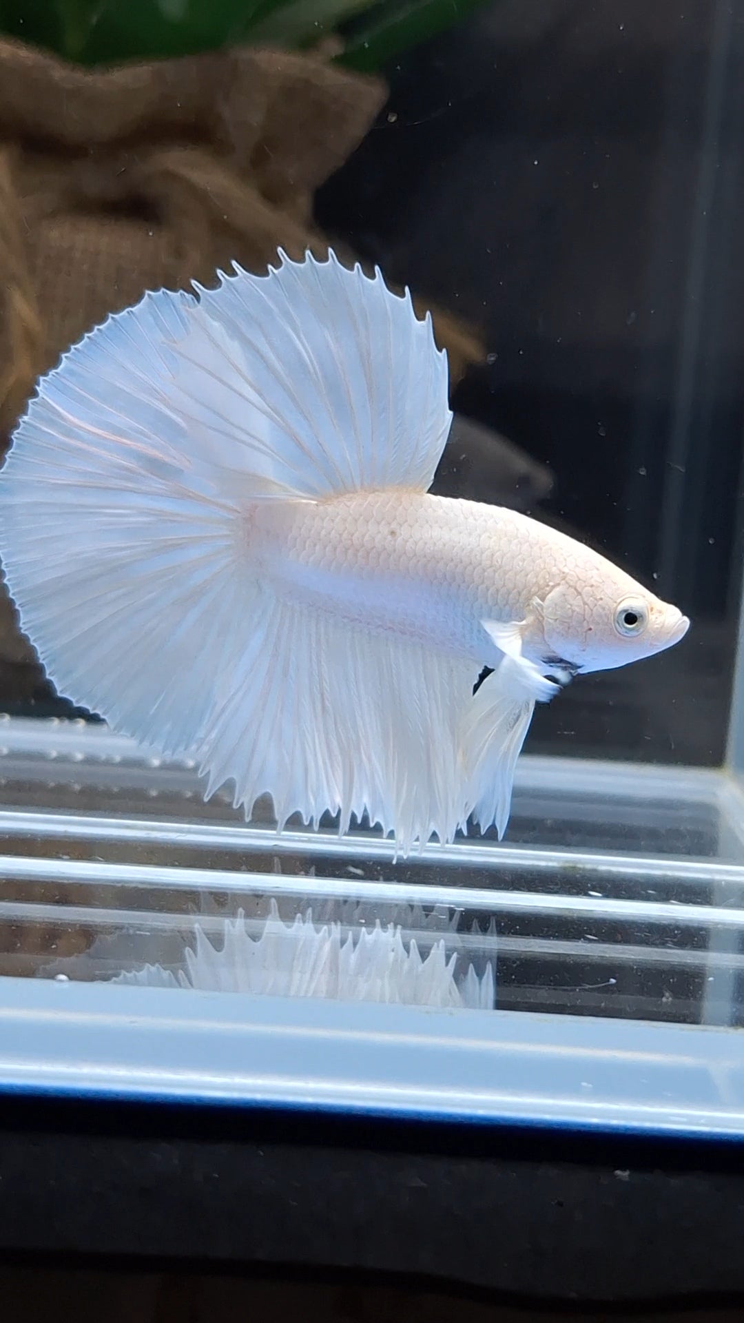 Halfmoon White Platinum Betta Fish Male