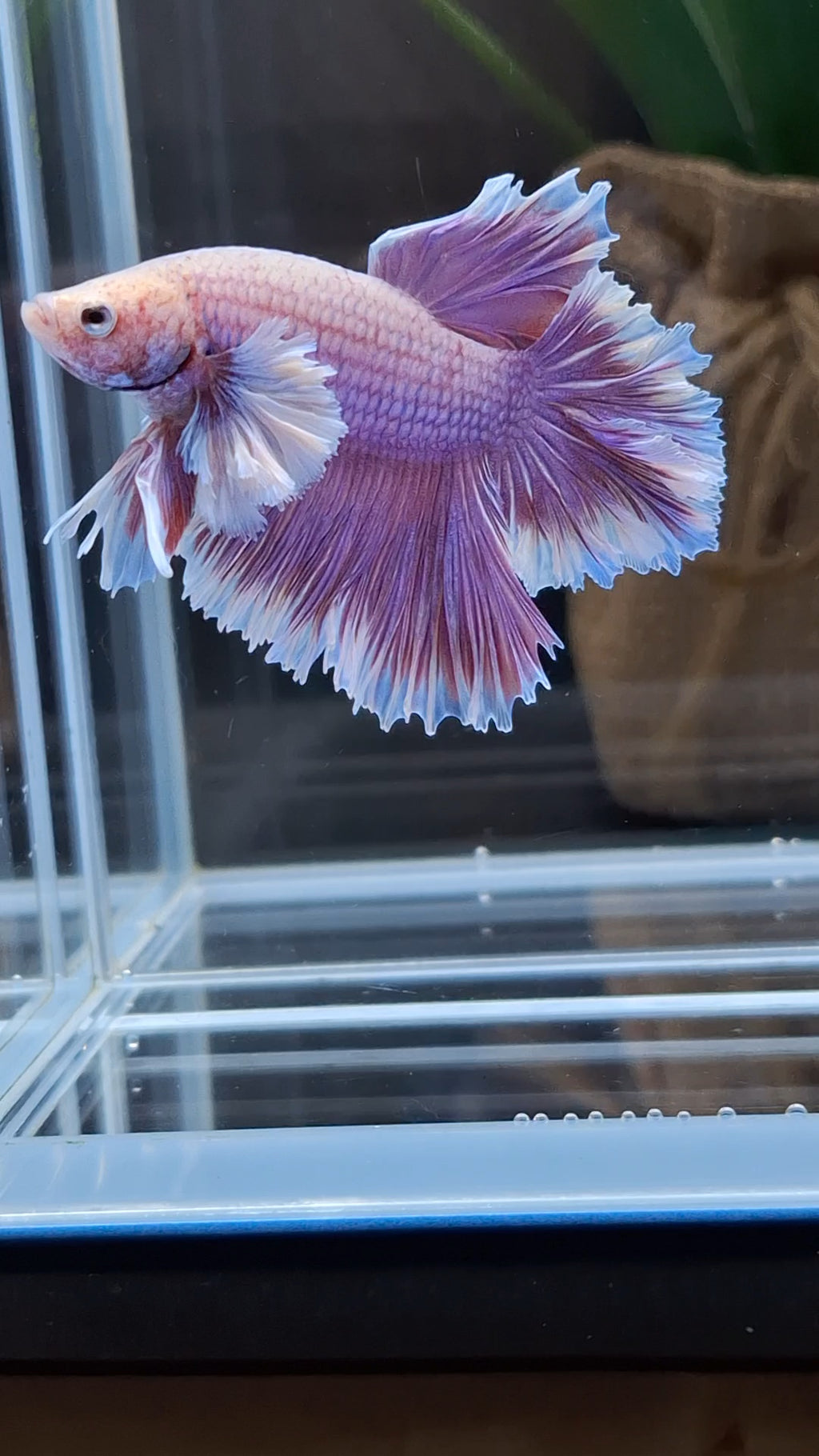 Feathertail Dumbo Ear Purple Butterfly Betta Fish Male