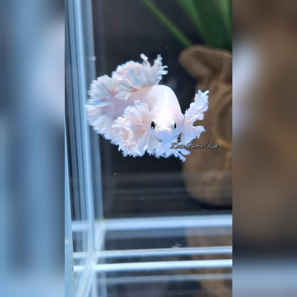 Premium King Feathertail Dumbo Rose Ear Betta Fish Female For Sorority / Breed