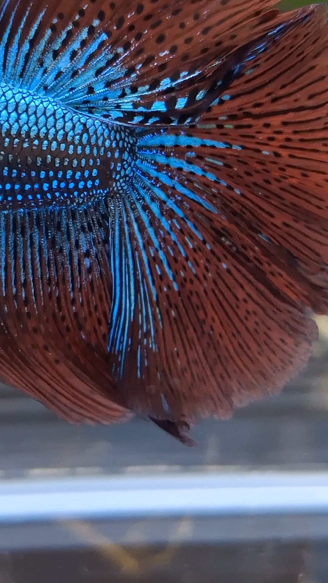 Premium Over Halfmoon Rare Alien Green Wild Betta Fish Male Large Size