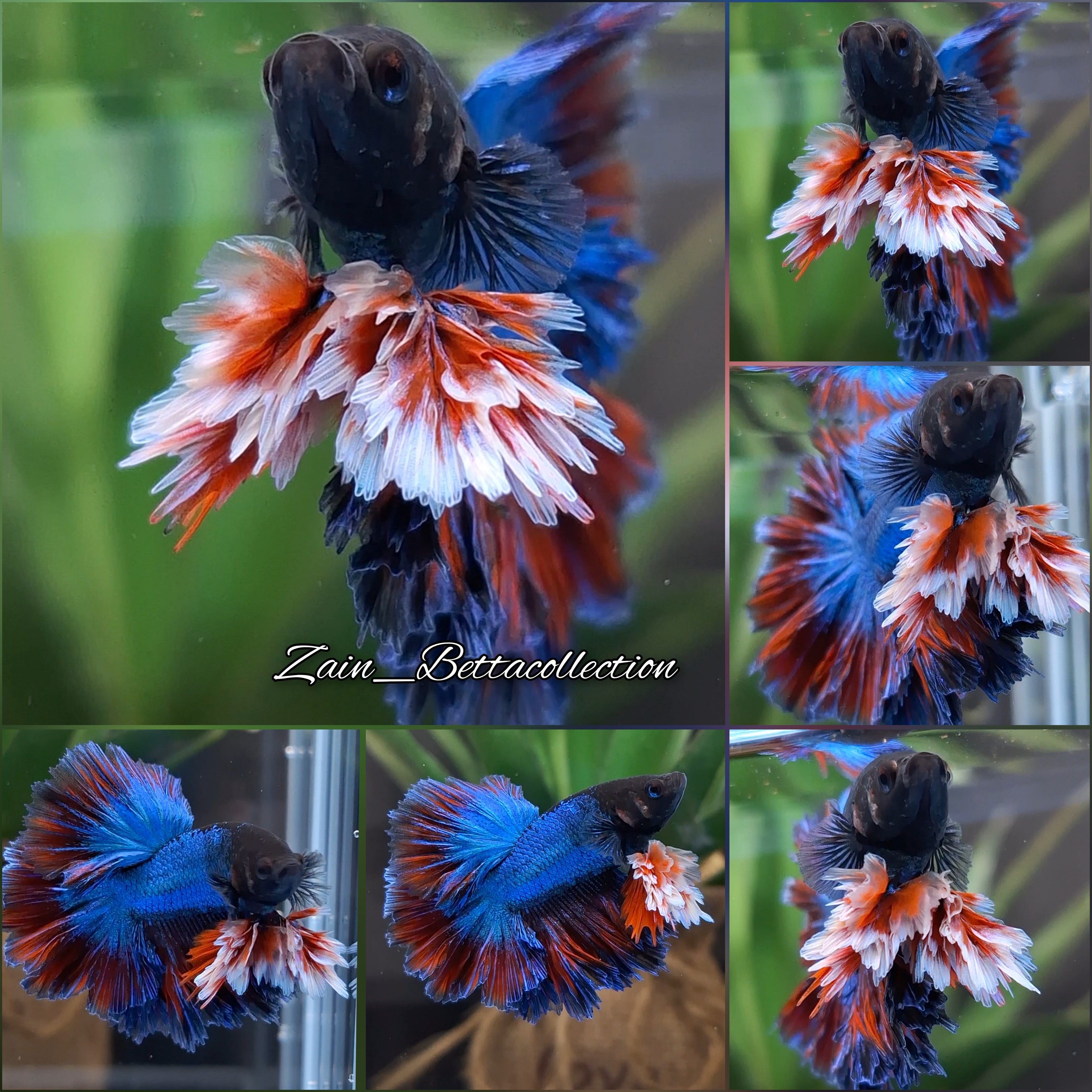 King Rosetail Super Premium Rare Betta Fish Male
