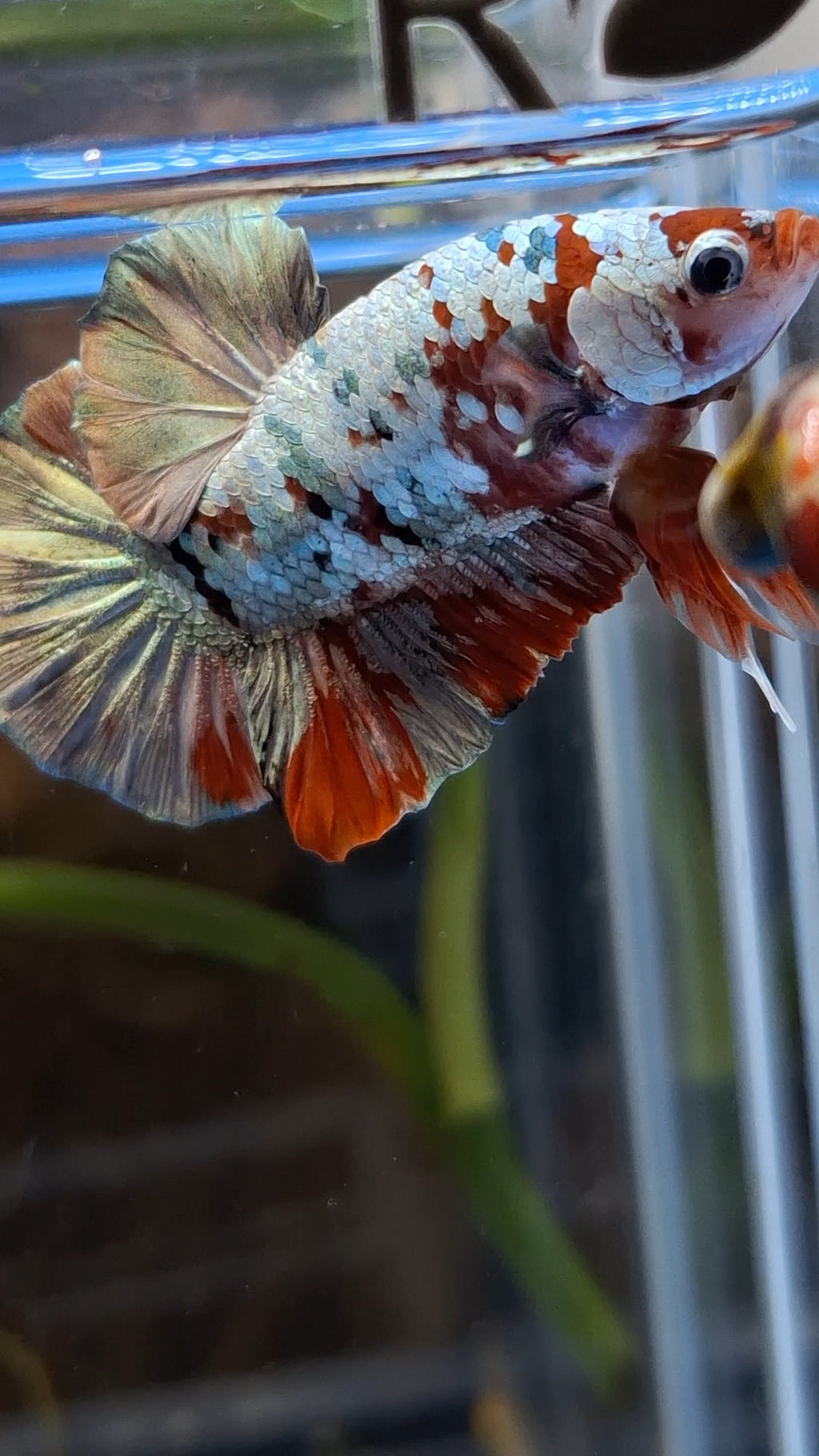 Red Koi Copper Gold Iron Man Plakat HMPK Betta Fish Male