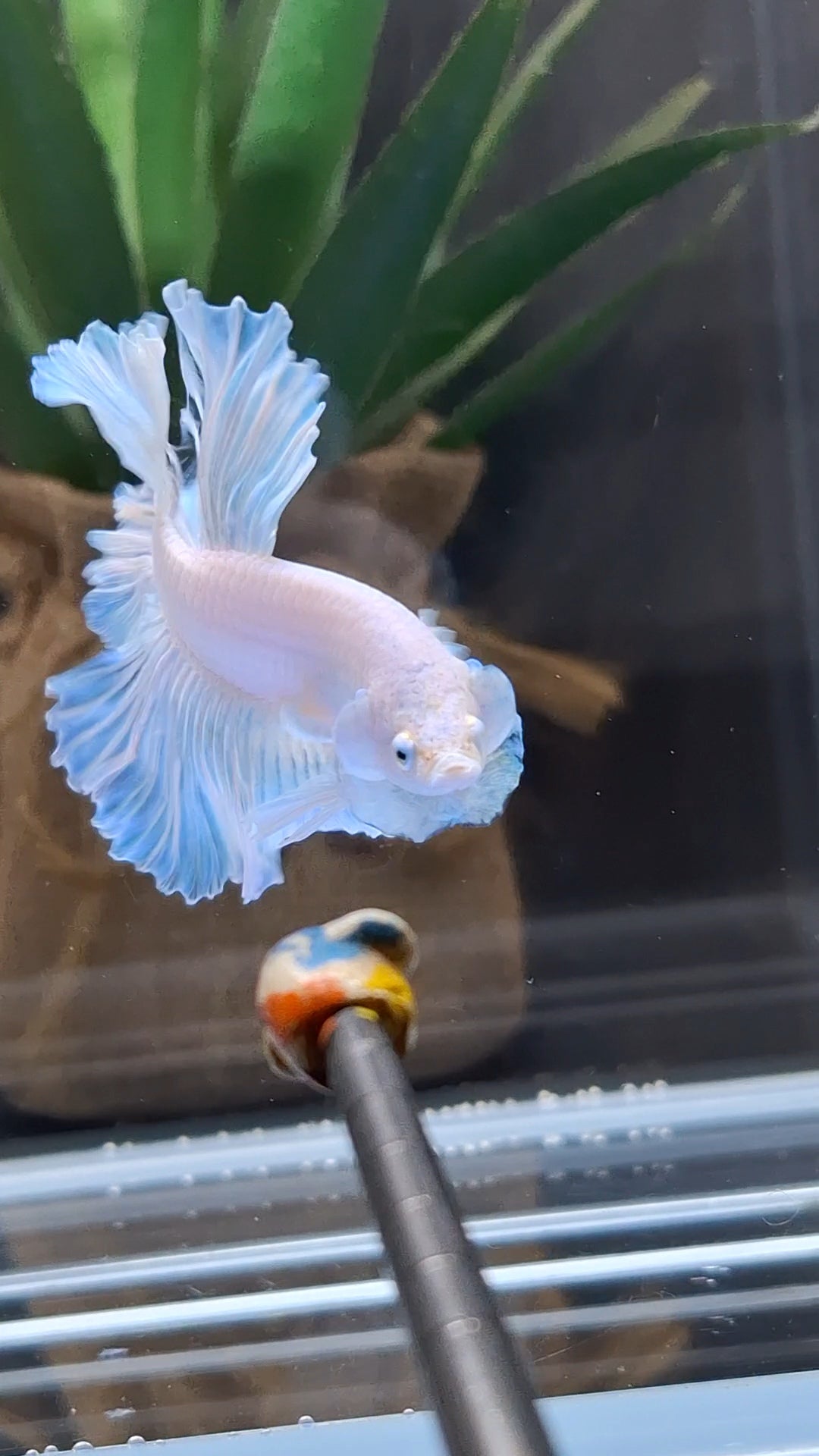 Premium Halfmoon King Feathertail White Unicorn Big Ear Rare Betta Fish Male