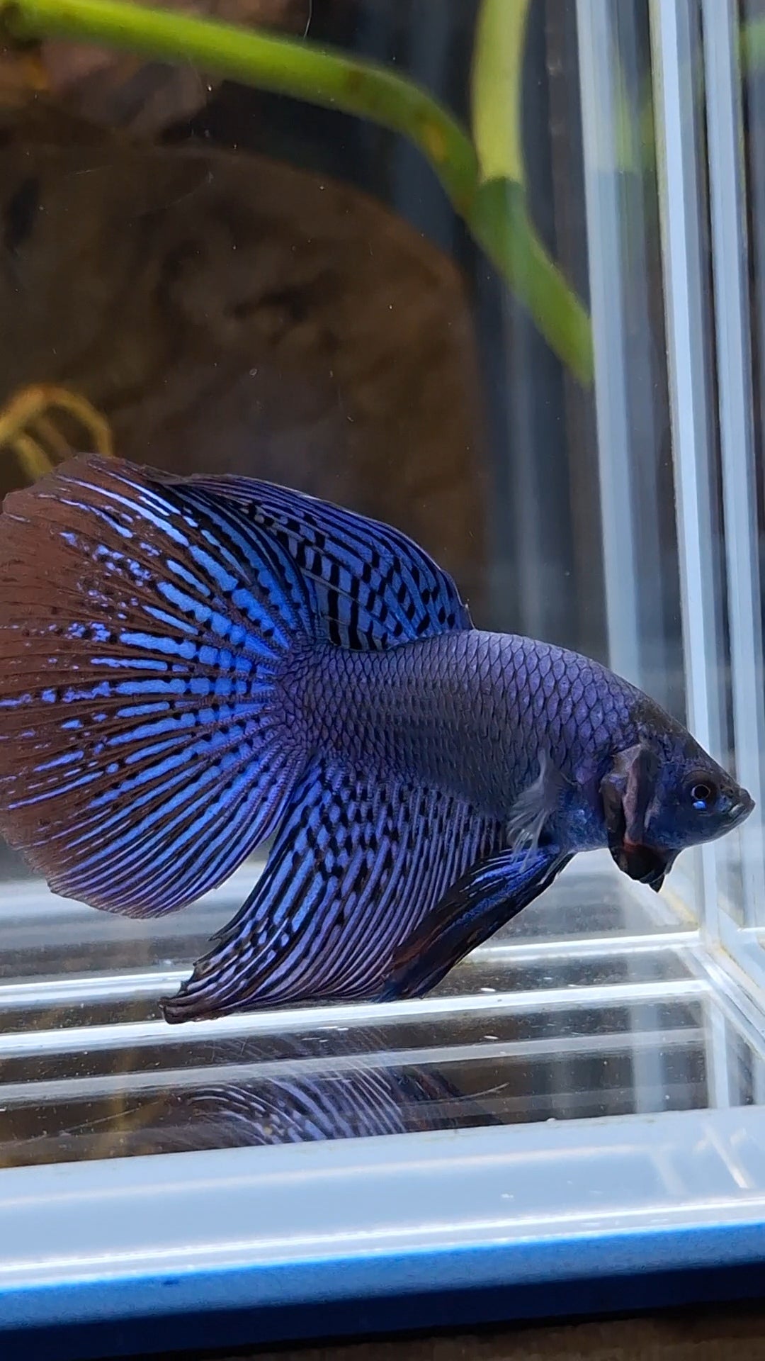 Alien Long Fins Blue Delta Tail Rare Wild Betta Fish Male