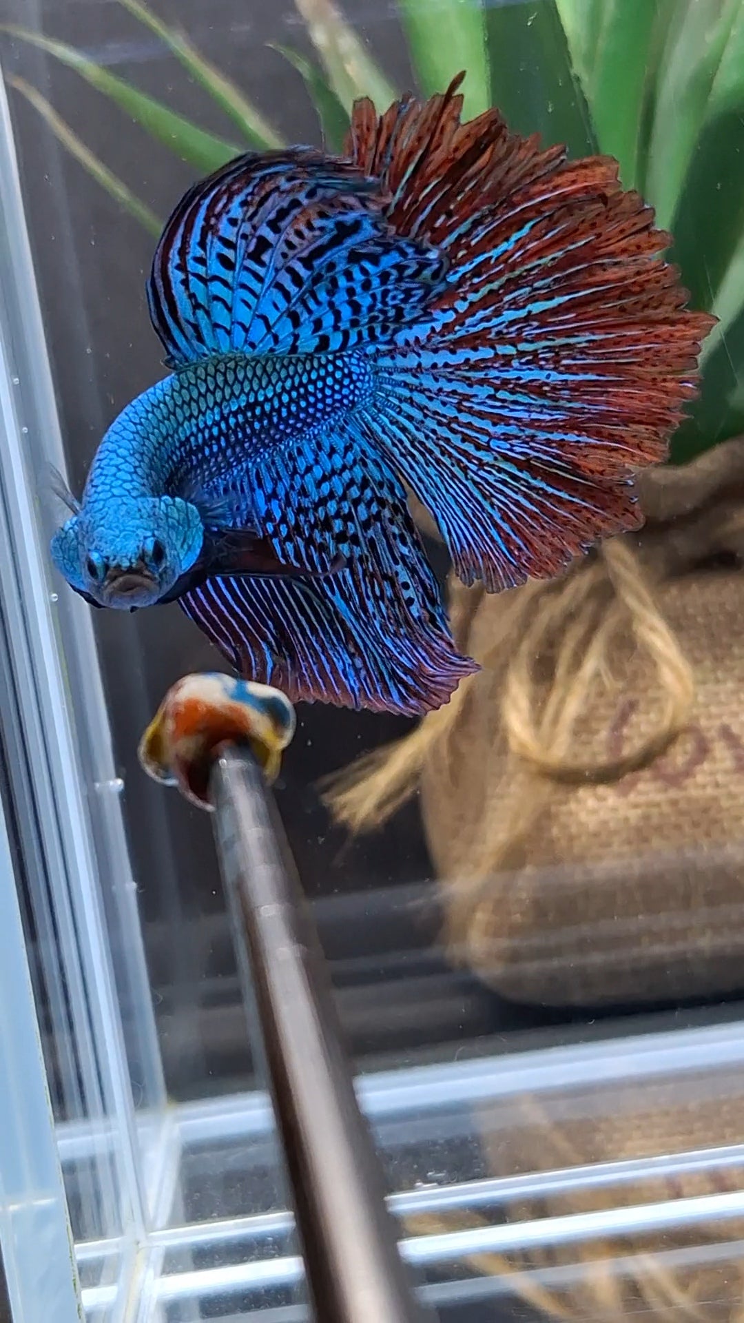 Premium Halfmoon Over Tail Rare Alien Wild Betta Fish Male Large Size