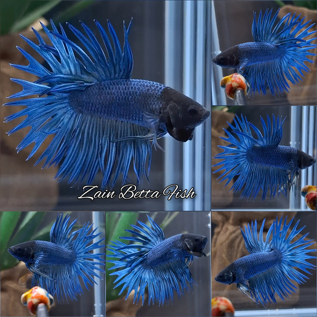 Crowntail Blue Betta Fish Male