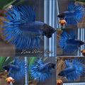 Crowntail Blue Betta Fish Male
