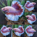Junior King Feathertail Purple Pink Butterfly Betta Fish Male