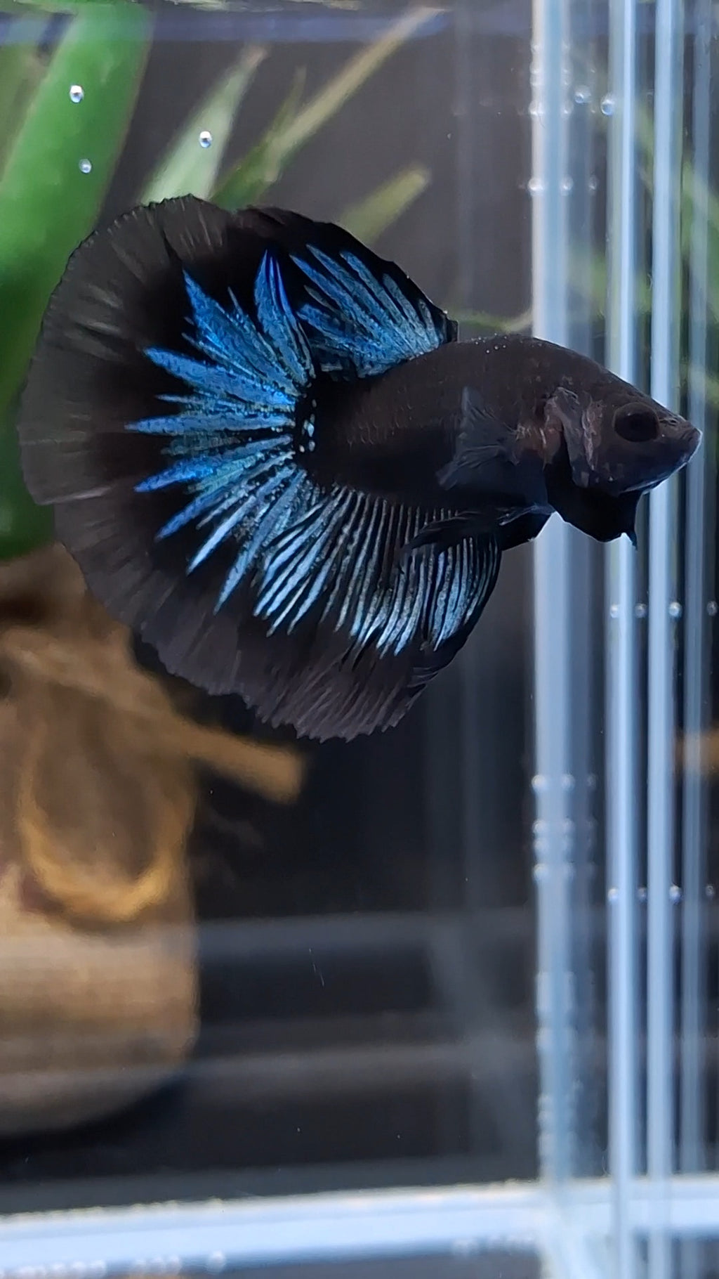 Halfmoon Blue Black Light Avatar Premium Betta Fish Male