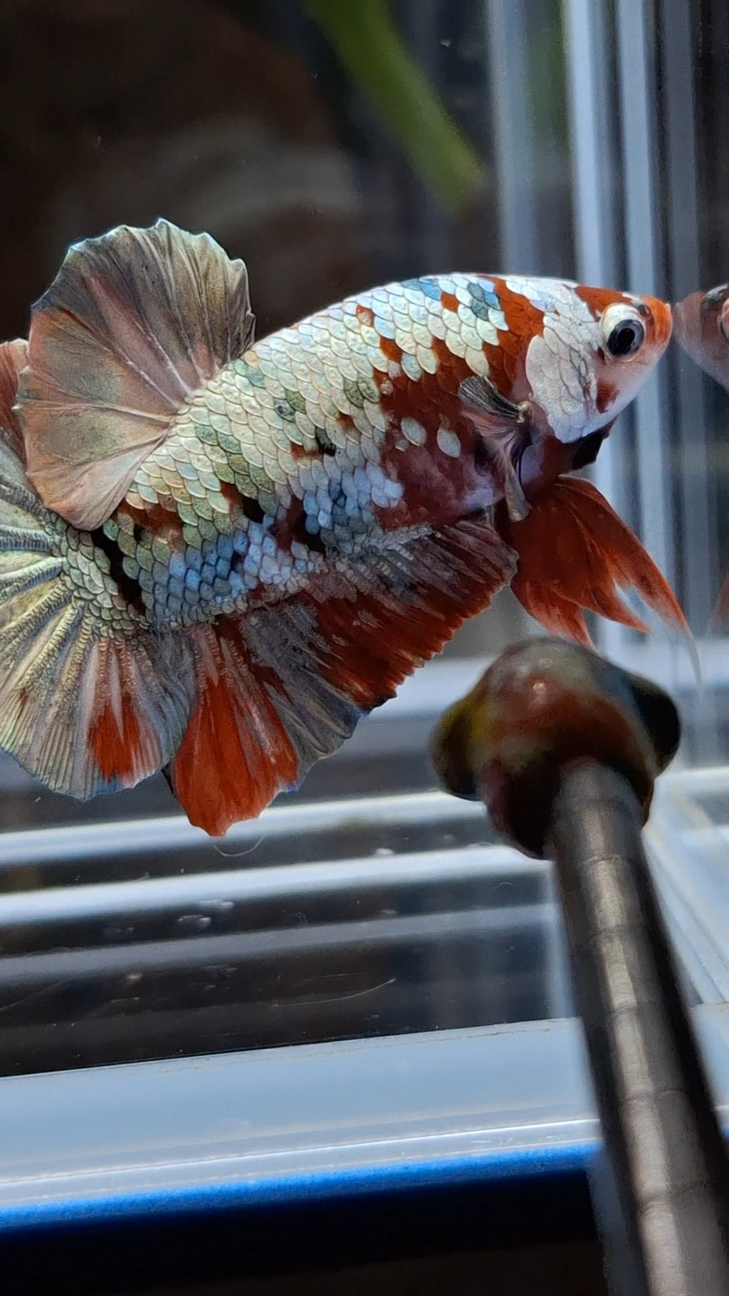 Red Koi Copper Gold Iron Man Plakat HMPK Betta Fish Male