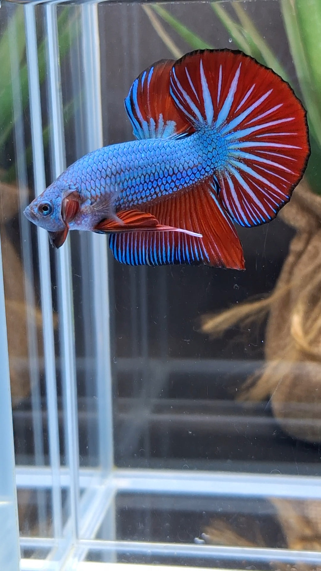 Blue Turquoise Dragon Startail Big Tail HMPK Betta Fish Male