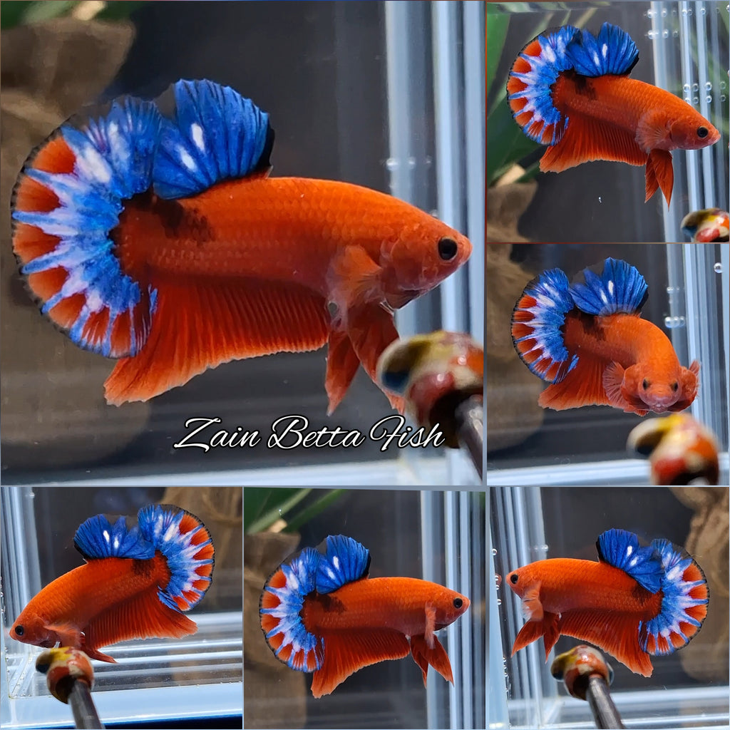Hellboy Plakat HMPK Betta Fish Male